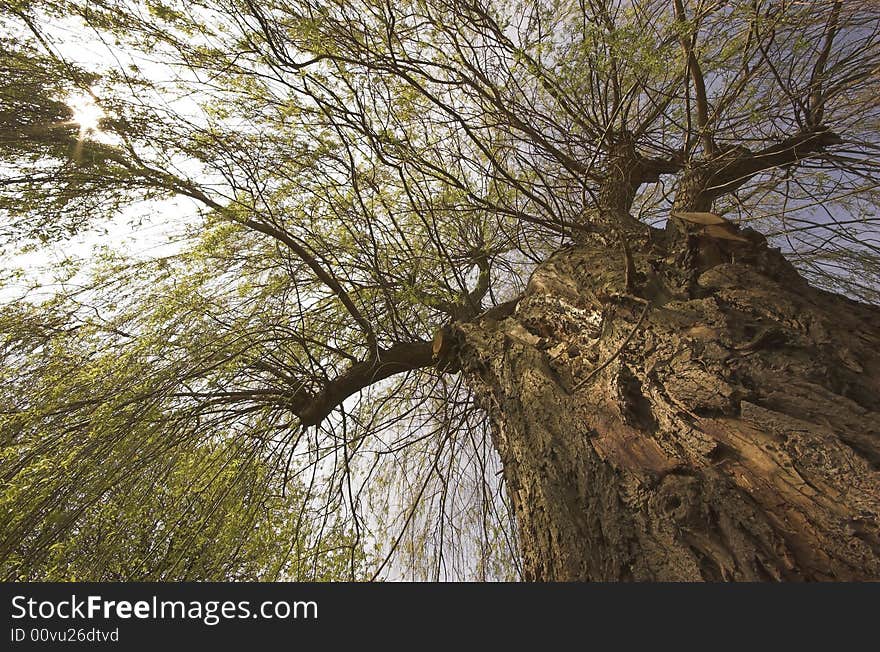 Willow tree shot from beneath, showing one side of the trunk