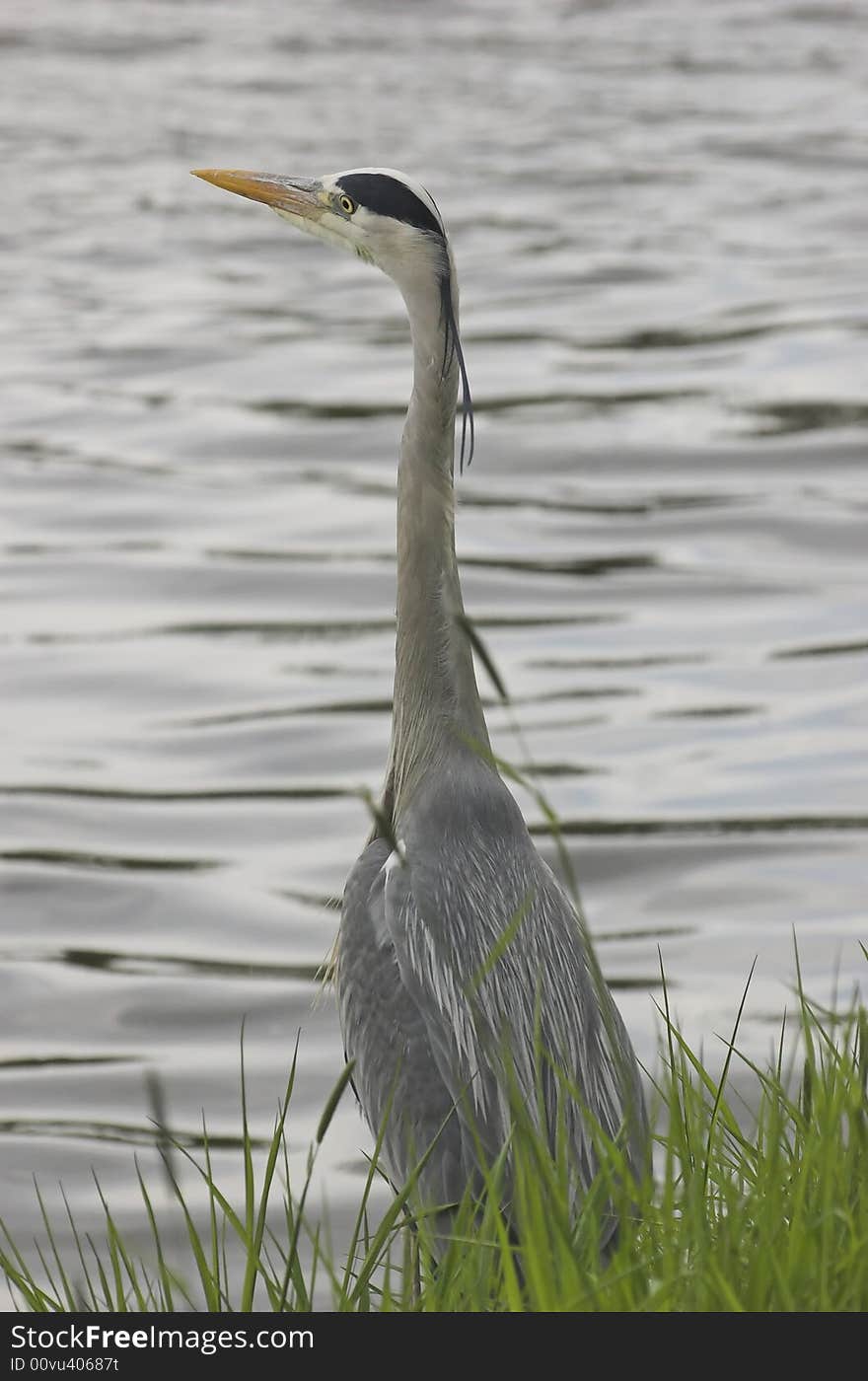 Grey heron