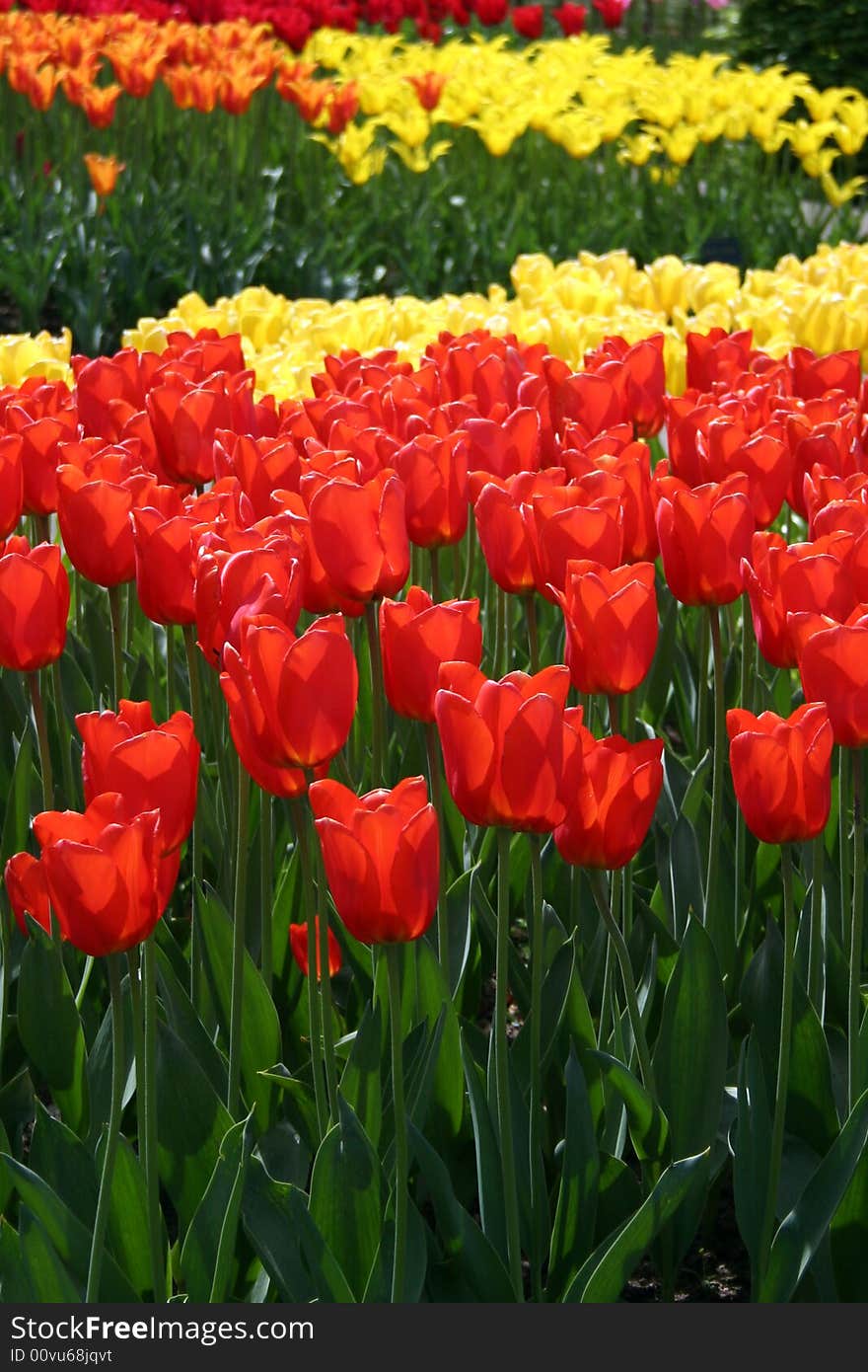 Red and yellow tulips growing in flower bed. Red and yellow tulips growing in flower bed