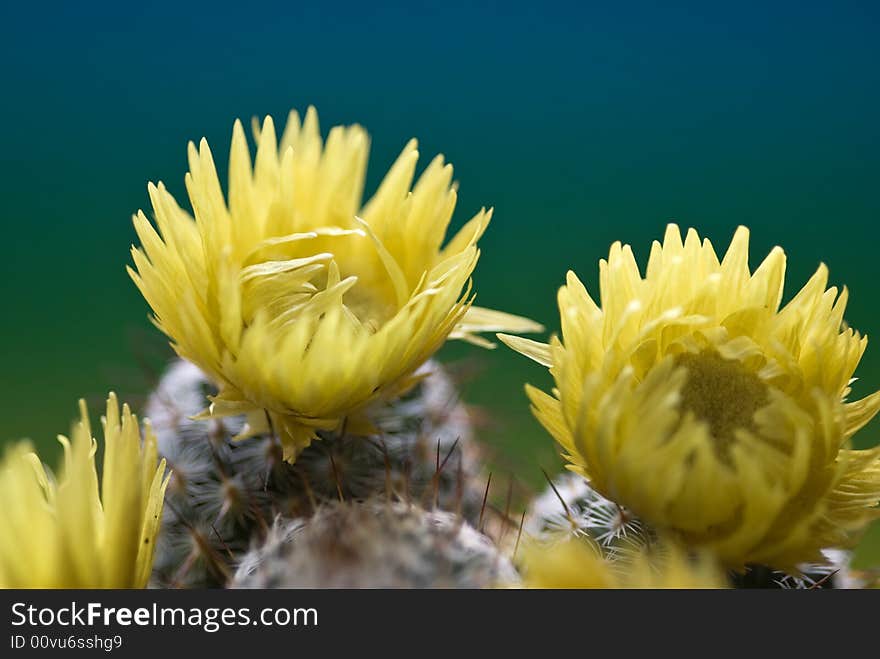 Cactus with yellow flowers isolated with a green background