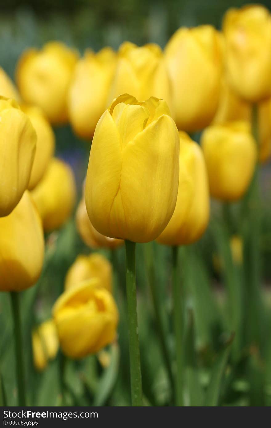 Yellow tulips growing in flower bed, focus on single tulip.