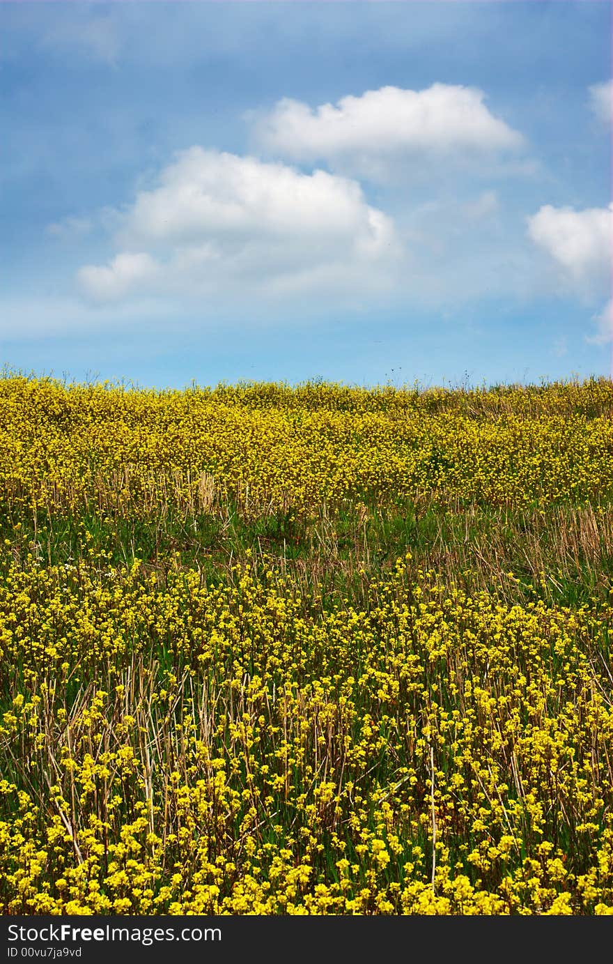 Hillside full of yellow flowers. Hillside full of yellow flowers