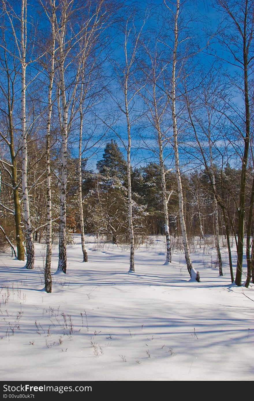 Winter landscape