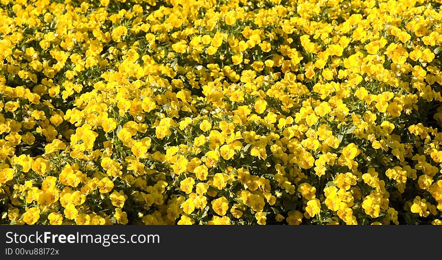 A large garden planted with a field of yellow pansies