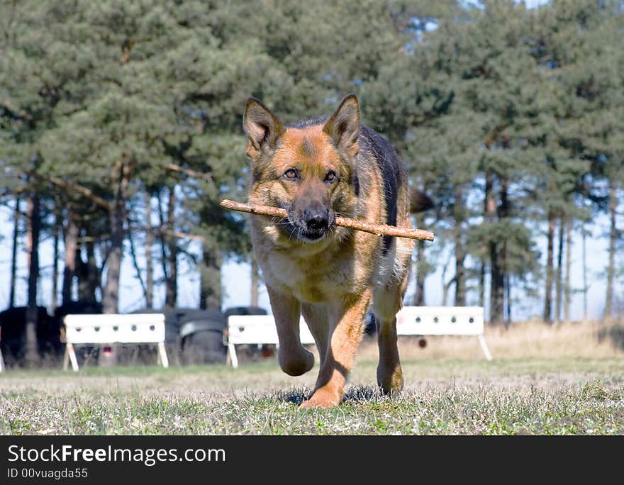 Germany Sheep-dog running with stick