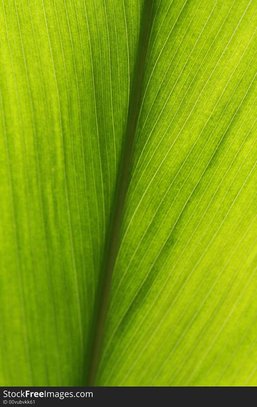 Plan closer to the green leaf. Plan closer to the green leaf