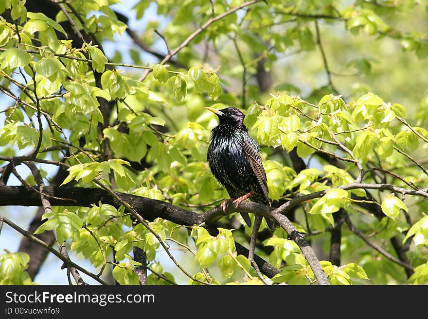 Starling