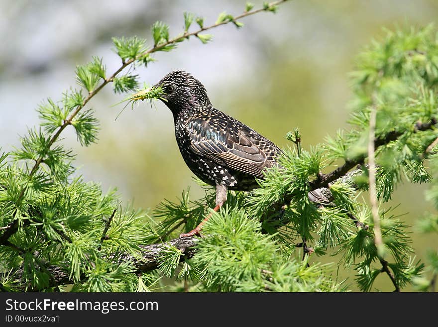 Starling