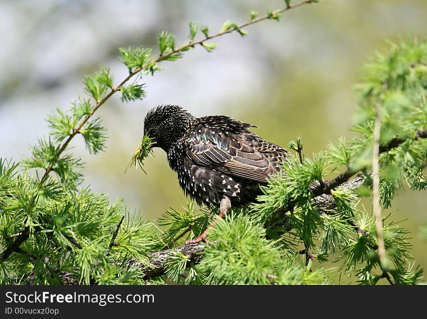 Starling