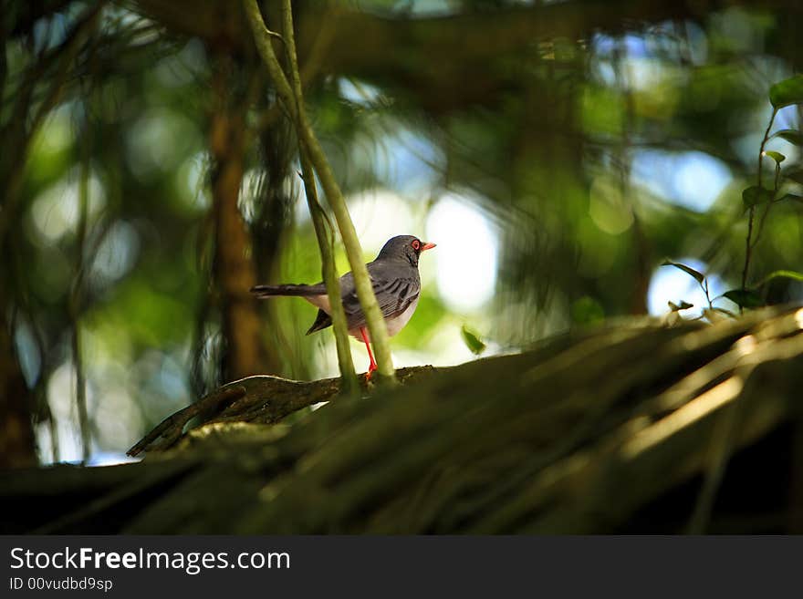 Beautiful small tropical gray bird on a tree trunk in the forest