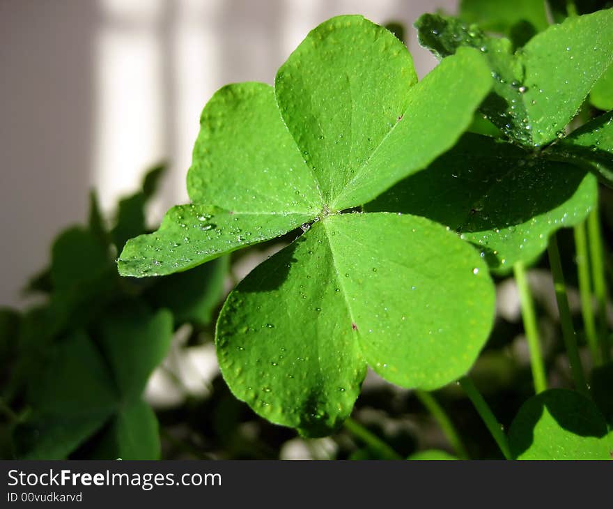 Fresh leaf of clover with water droplets. Fresh leaf of clover with water droplets