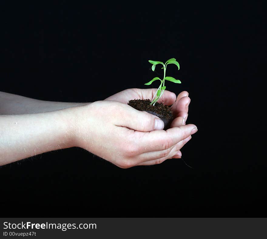 A child\'s hands holding a seedling plant on a black background. A child\'s hands holding a seedling plant on a black background.