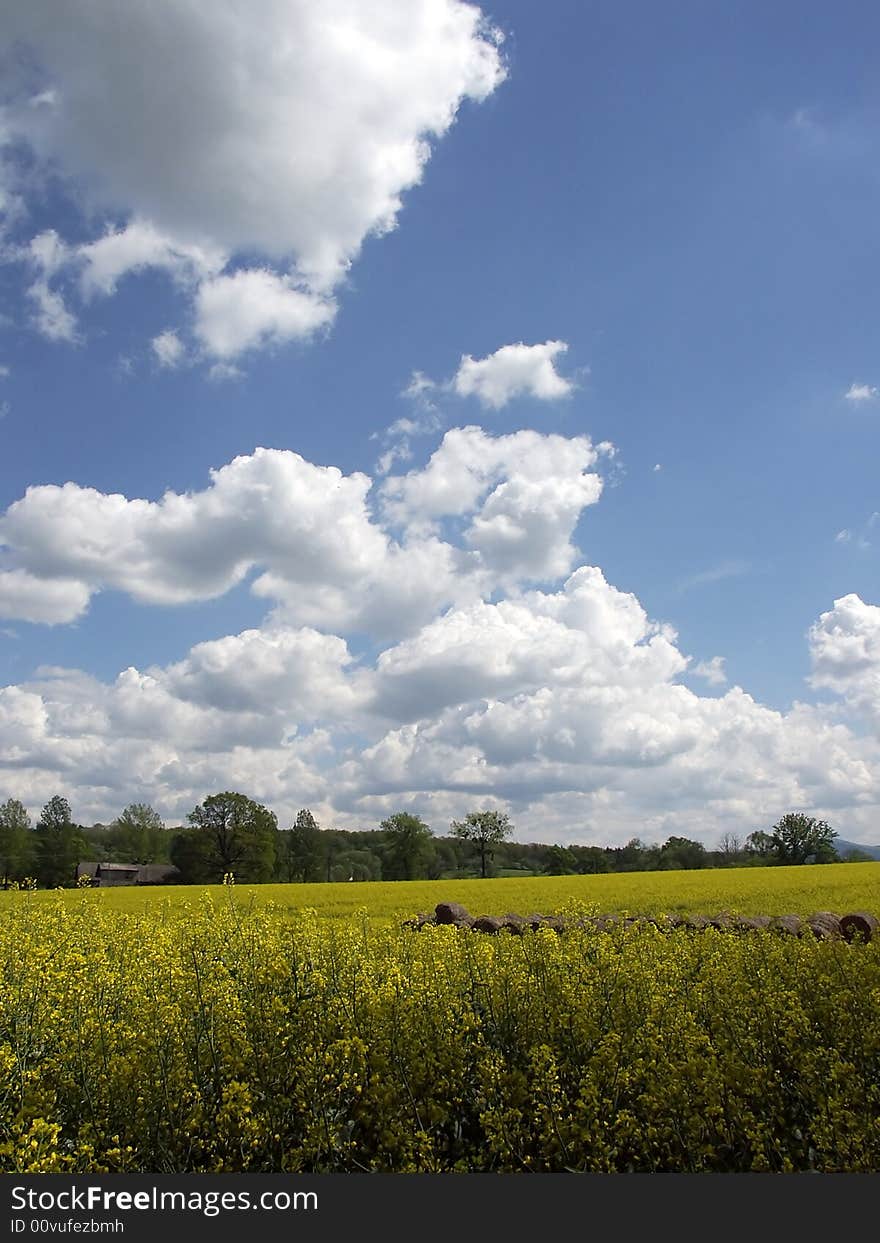 Photo of colza field in the sunny cloudy day. Photo of colza field in the sunny cloudy day