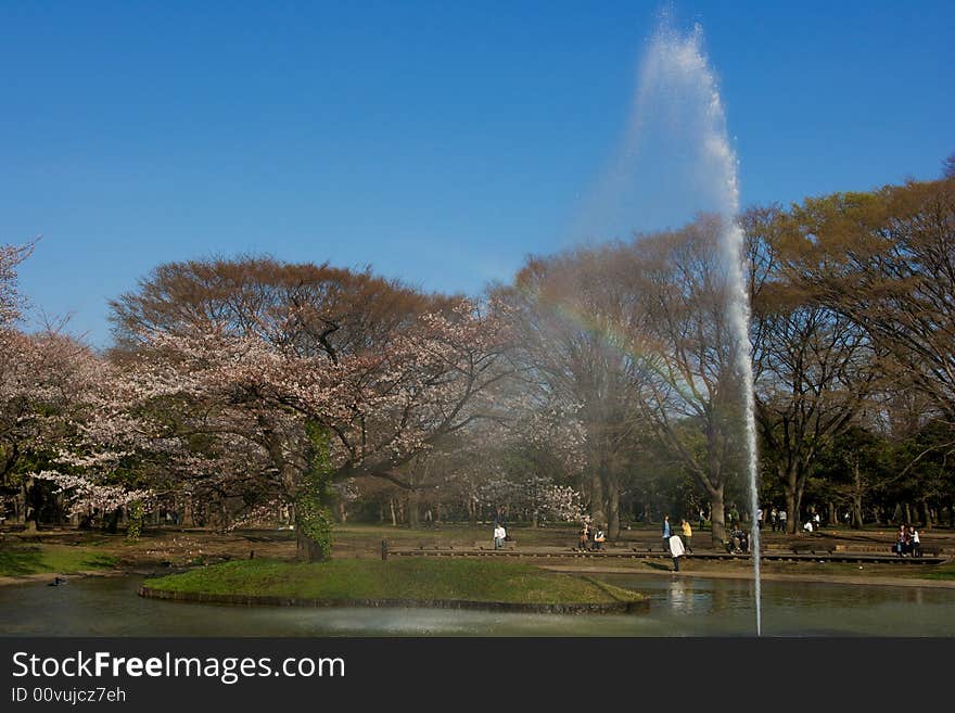 Yoyogi park - Shinjuku - Tokyo japan