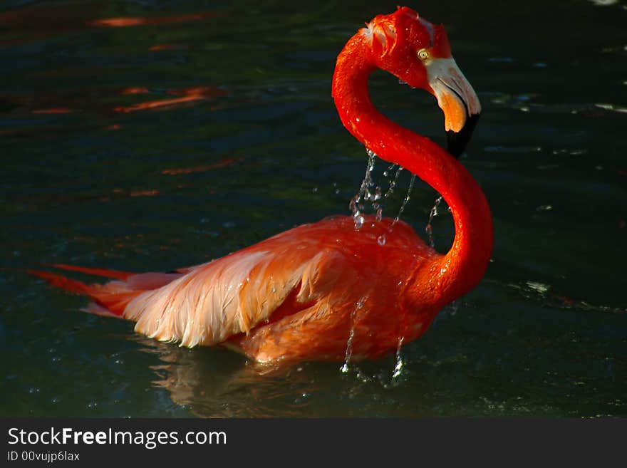 A closeup of a pink flamingo just surfacing from the water. A closeup of a pink flamingo just surfacing from the water.