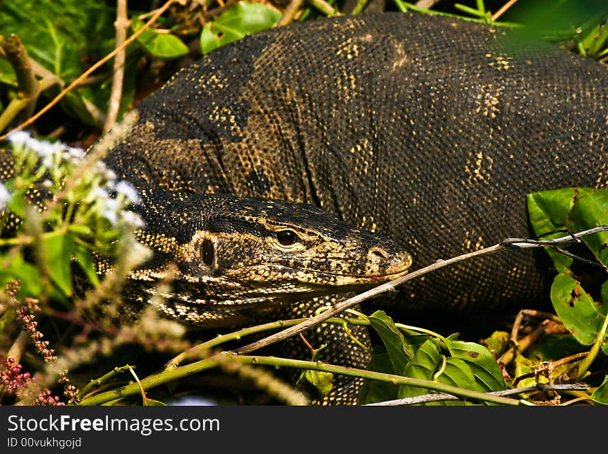 Komodo dragon starring from the bushes. Komodo dragon starring from the bushes