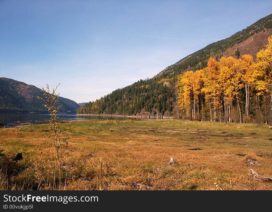 Aspens in Eastern WA state in October next to very calm lake and flanked by evergreens (actually evergreens are everywhere the Aspens are an anomaly). Aspens in Eastern WA state in October next to very calm lake and flanked by evergreens (actually evergreens are everywhere the Aspens are an anomaly)