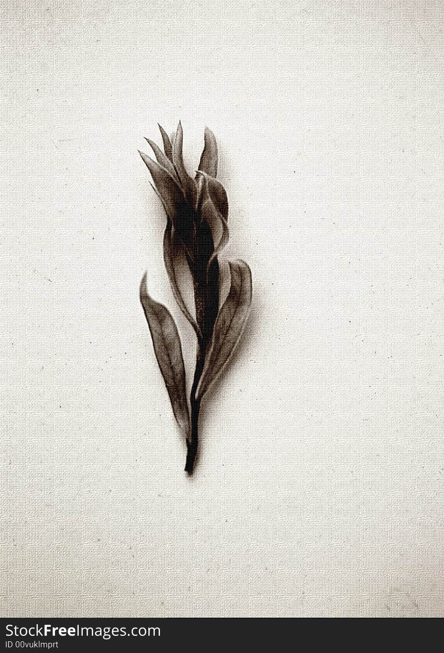 An artistic portrayal of a dried eucalyptus twig in still life. Surface is processed to give an interesting craque texture. Colour is in monochrome, with inky sepia tones added. Simple and elegant picture of a botanical specimen. Composed with space for text, words, greetings etc. An artistic portrayal of a dried eucalyptus twig in still life. Surface is processed to give an interesting craque texture. Colour is in monochrome, with inky sepia tones added. Simple and elegant picture of a botanical specimen. Composed with space for text, words, greetings etc.