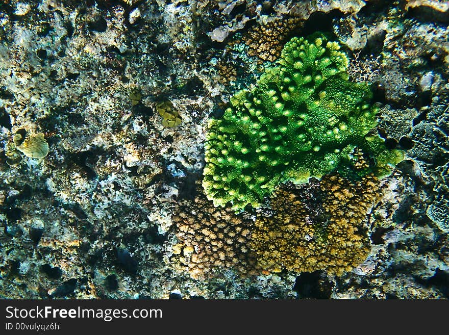 Green coral on the reef of mentawai, Indonesia