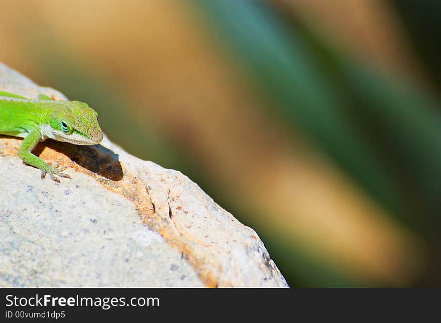 Green Lizard