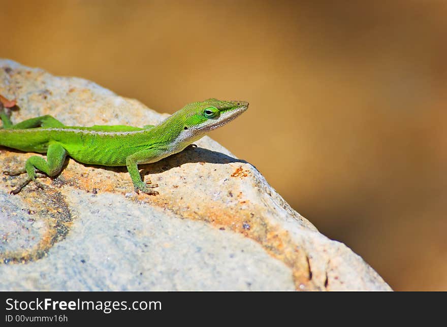 Green Lizard