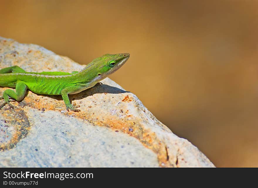 Green Lizard