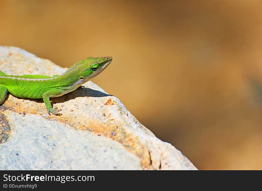 A Green Lizard on a rock