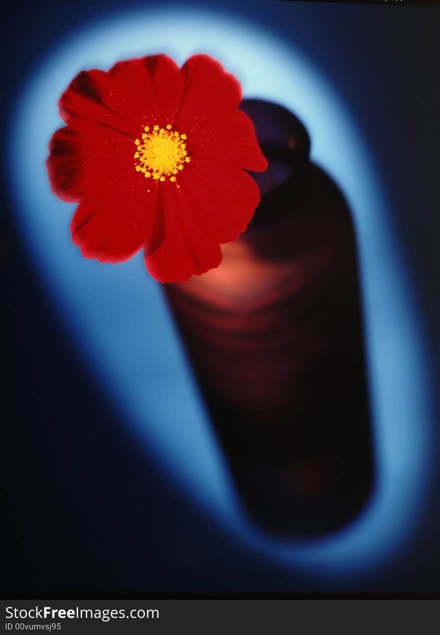 Red flower in a purple vase on a blue background