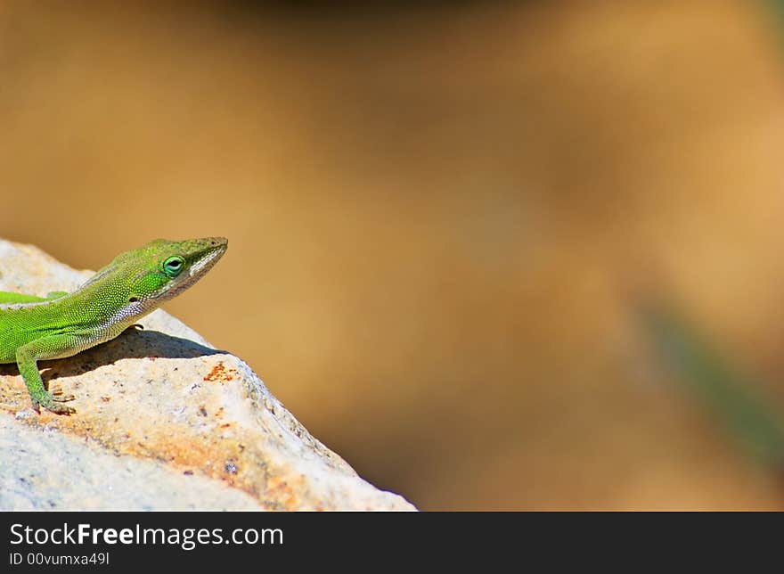 Green Lizard