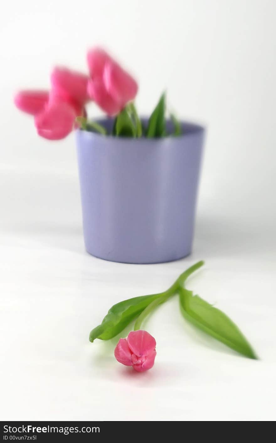 Pink tulips in a purple vase with shallow focus