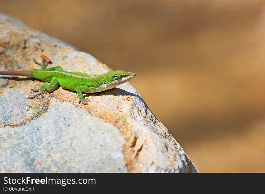 Green Lizard