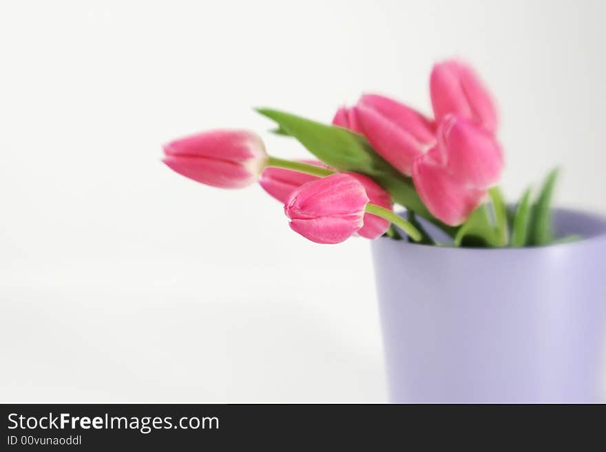 A bunch of pink tulips in a purple vase. A bunch of pink tulips in a purple vase