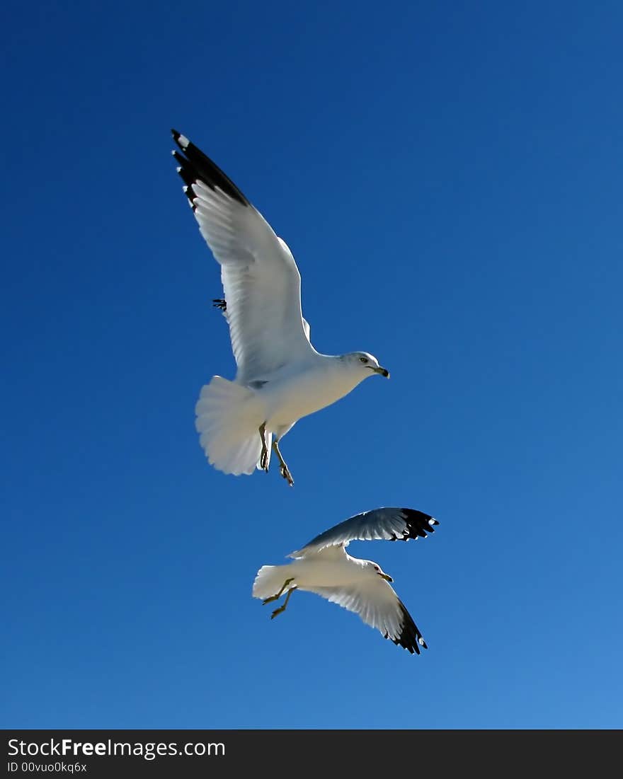 Gulls in Flight