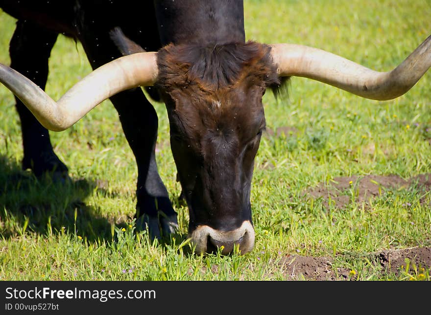 A Longhorn Cattle and green grass