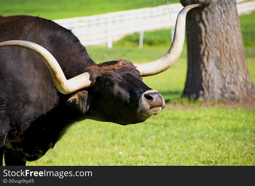 A Longhorn Cattle and green grass