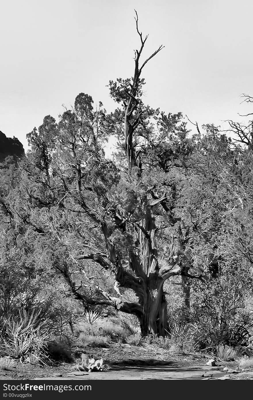 Many of the trees in this wonderful region  mark their ages in centuries rather than decades. The stories they could tell. Many of the trees in this wonderful region  mark their ages in centuries rather than decades. The stories they could tell...........