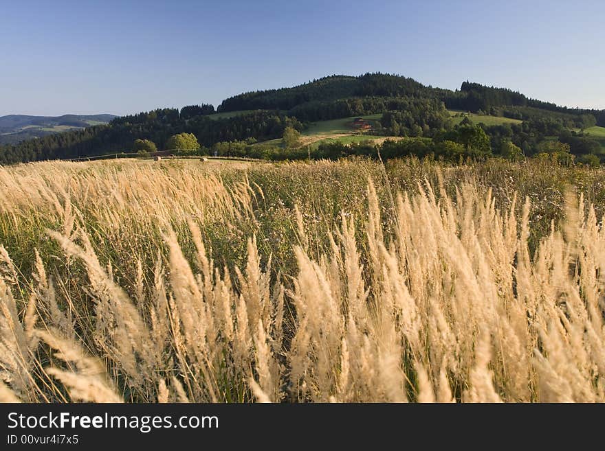 Green landscape and lonely tree with mountains and hills at the distance. Green landscape and lonely tree with mountains and hills at the distance