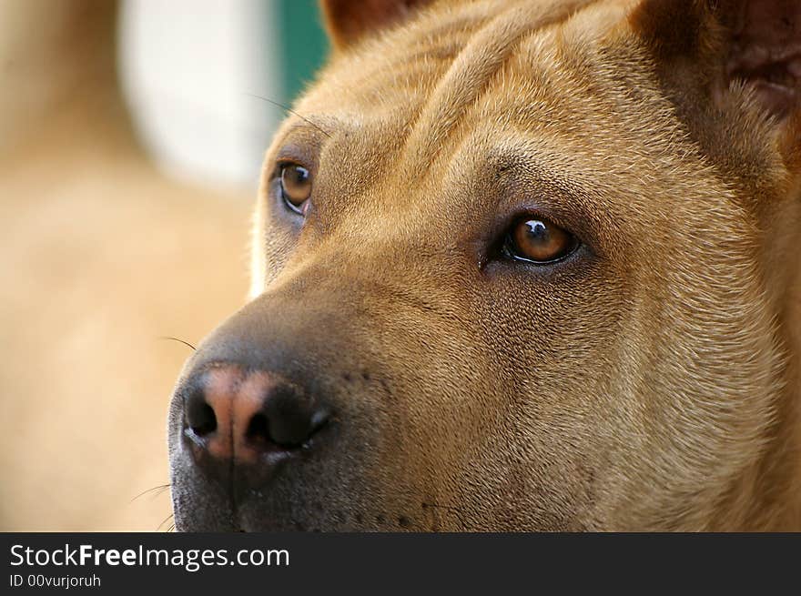 My dog,loveliness.faith and bravery,beautiful eyes. My dog,loveliness.faith and bravery,beautiful eyes.