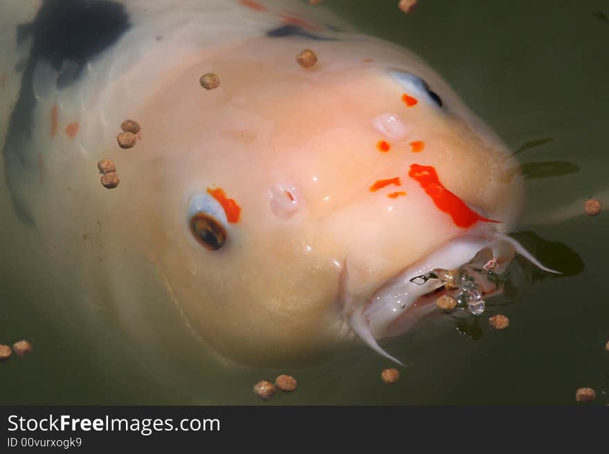 Colorful Koi Feeding with wide open mouth