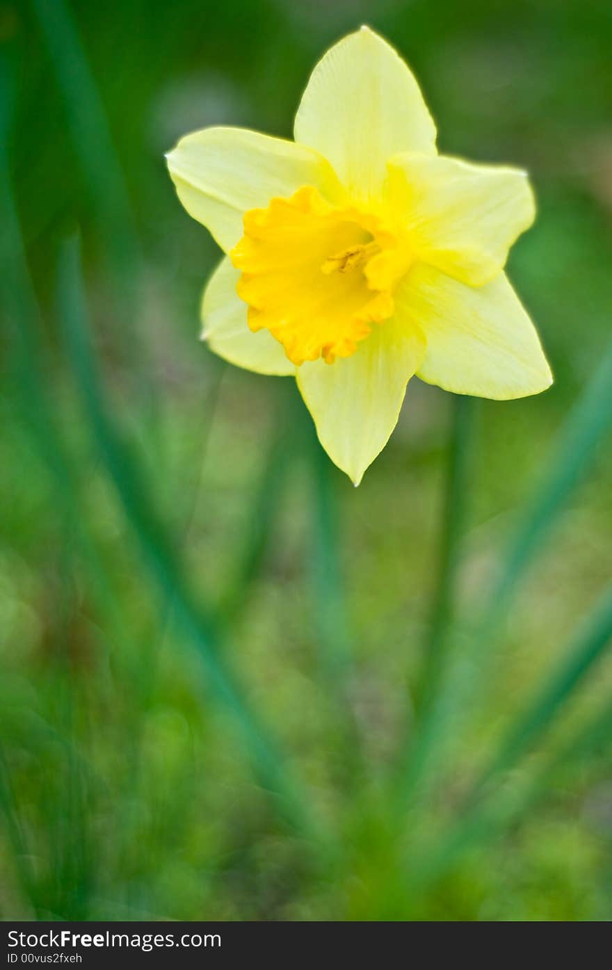 Beautiful yellow daffodil