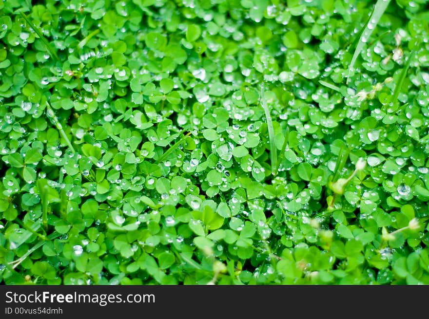 Vivid green bed of clover covered in water droplets - excellent backdrop. Vivid green bed of clover covered in water droplets - excellent backdrop