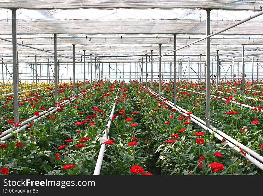 Red chrysanthemum growing in a hothouse. Red chrysanthemum growing in a hothouse