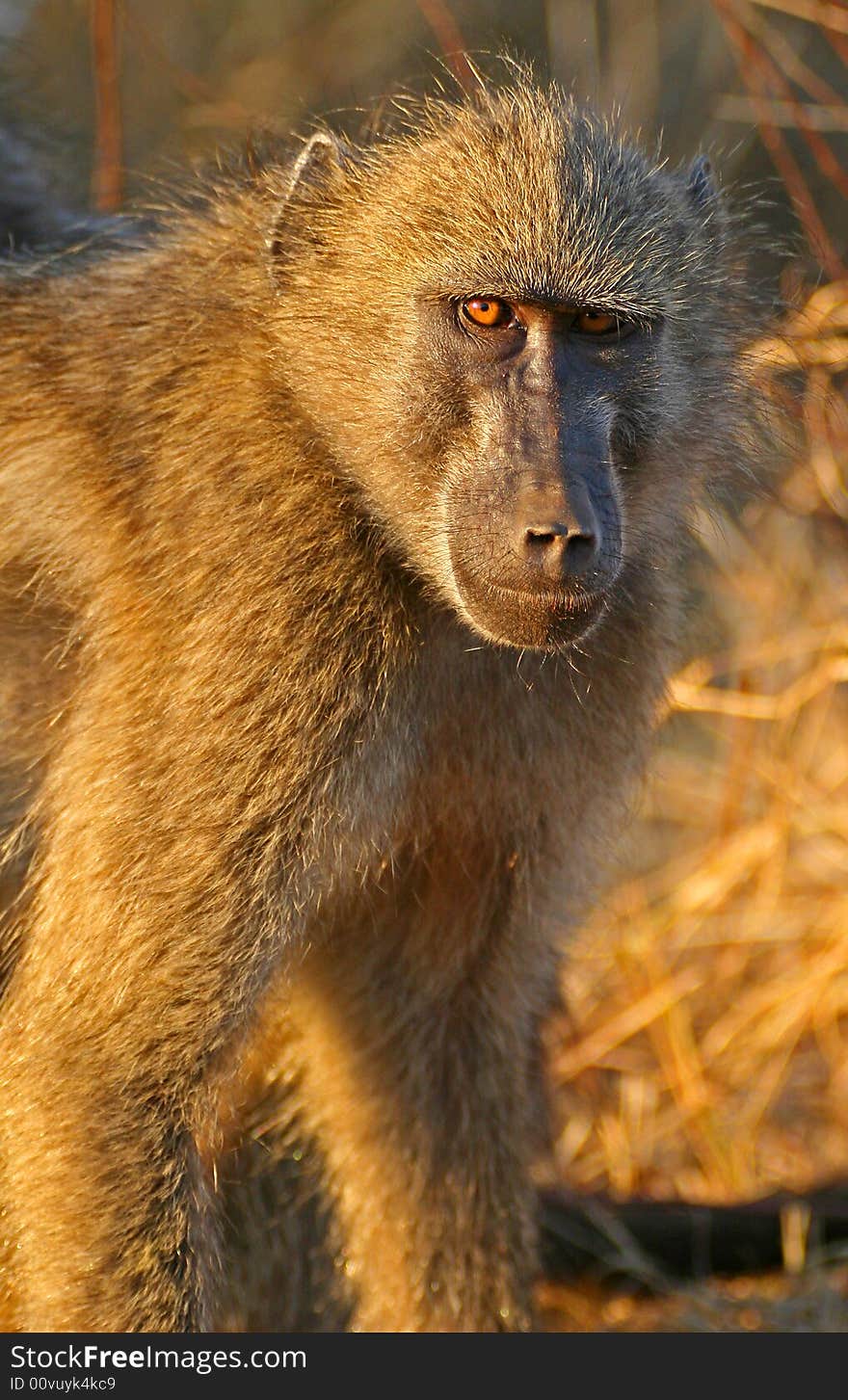 Male baboon captured in the last rays of light in the kruger national park south africa. Male baboon captured in the last rays of light in the kruger national park south africa