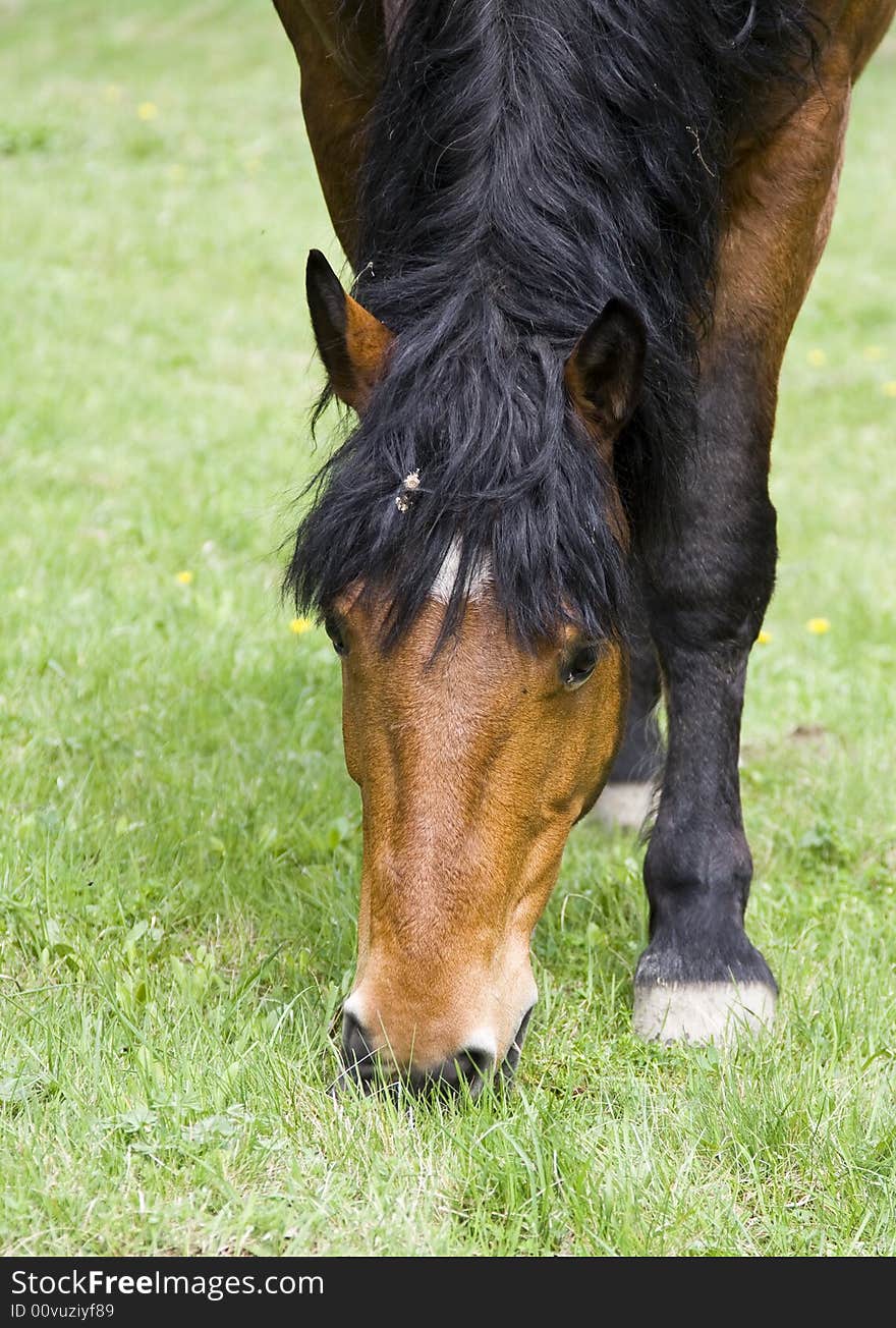 Horse grazing in green field