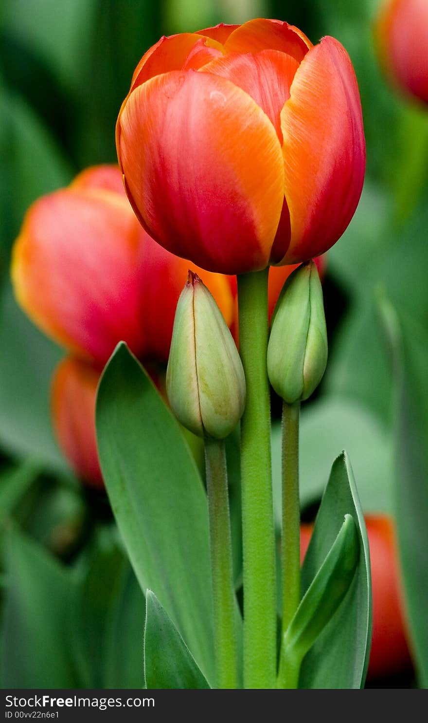 Red tulips!beautiful!!beijing park. Red tulips!beautiful!!beijing park