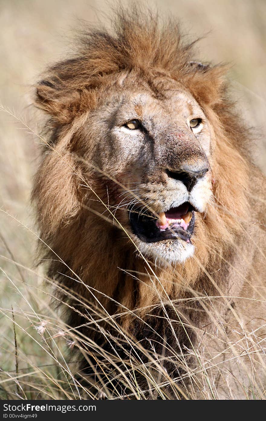 Majestic Lion Portrait In The Grass