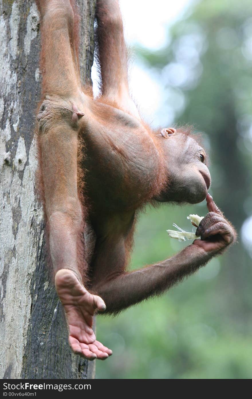 Anry Orangutan in a national park in Borneo. Anry Orangutan in a national park in Borneo