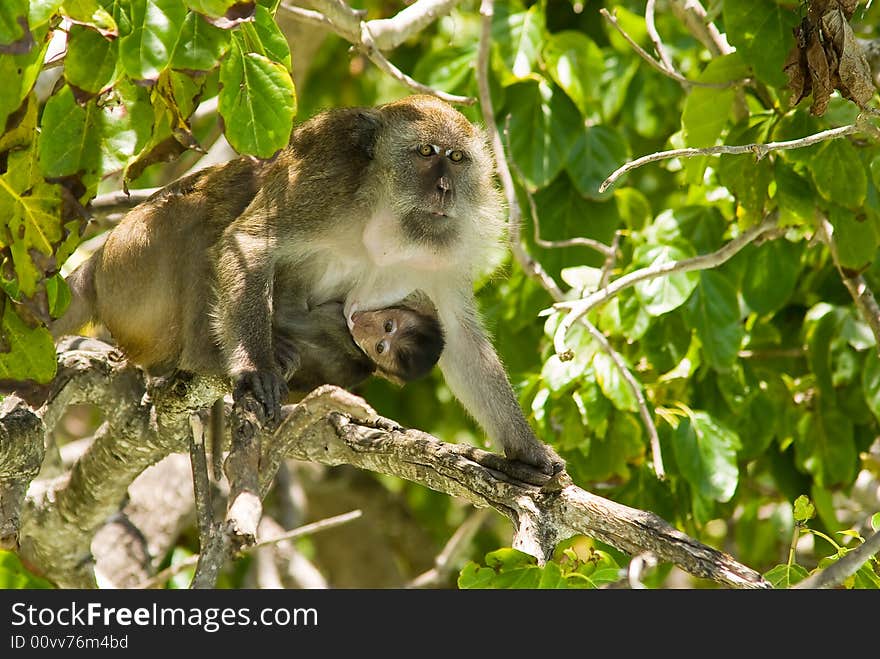 Monkey family at the jungles, Phuket, Thailand