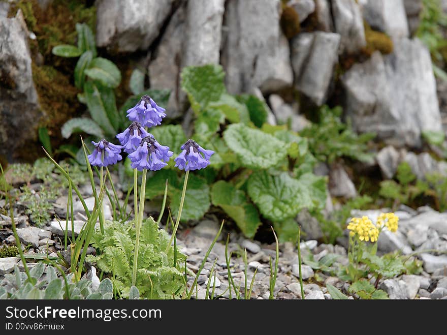 Purple flower in the mountain