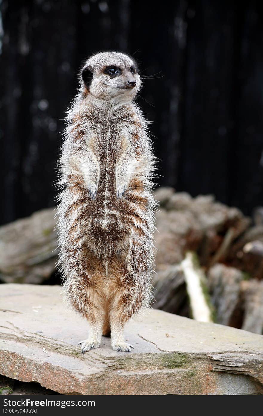 Meerkat standing on the lookout